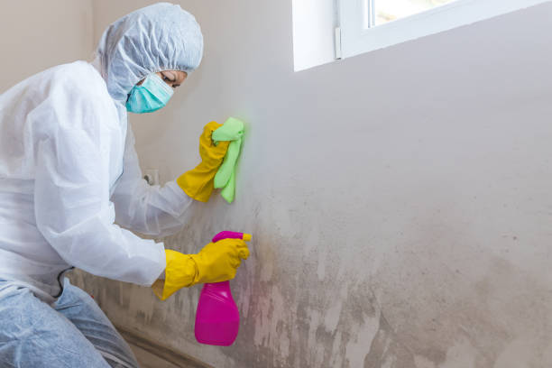 Mold Documentation for Insurance Claims in Saegertown, PA